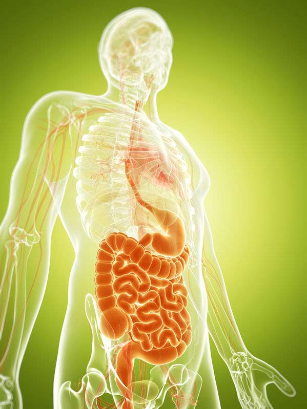 Nutrition and the digestive system